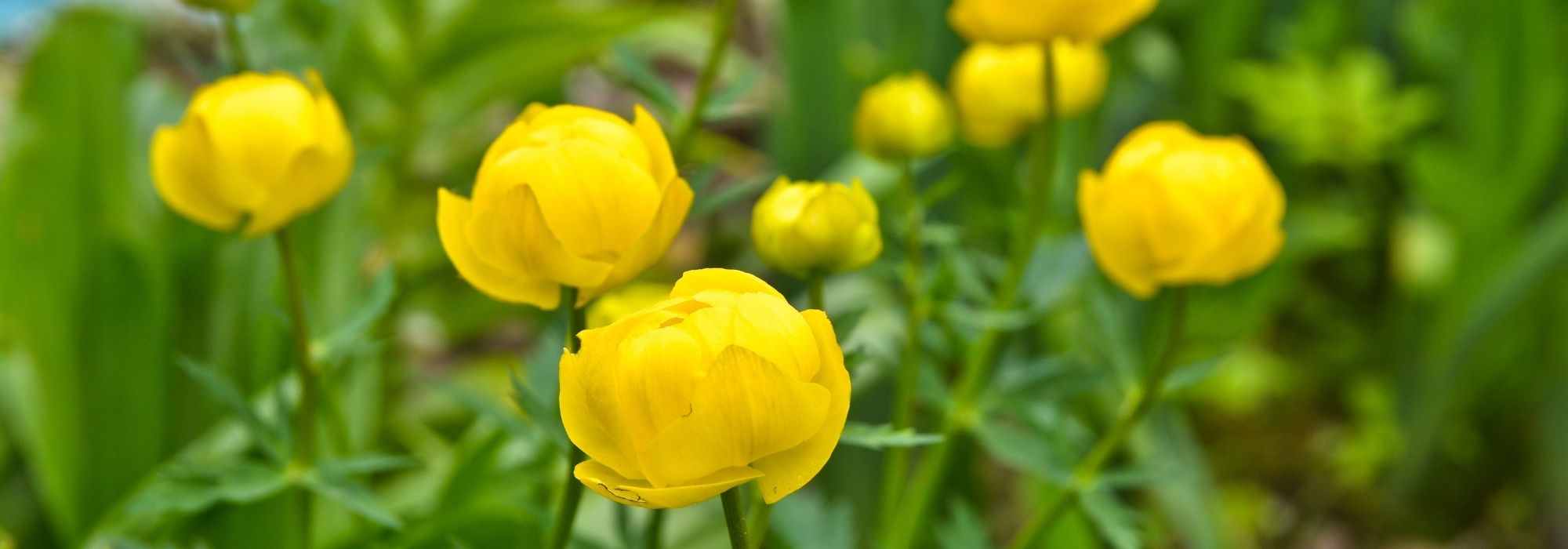 Trollblume kombinieren