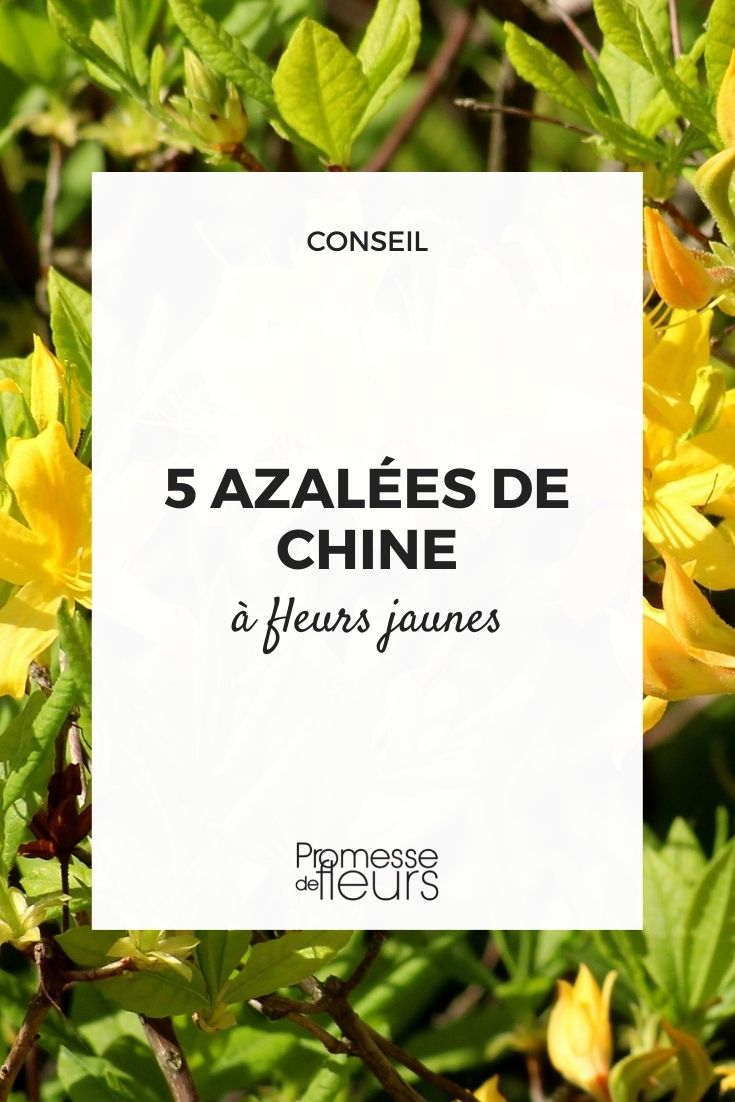 chinesische gelbe Azalee