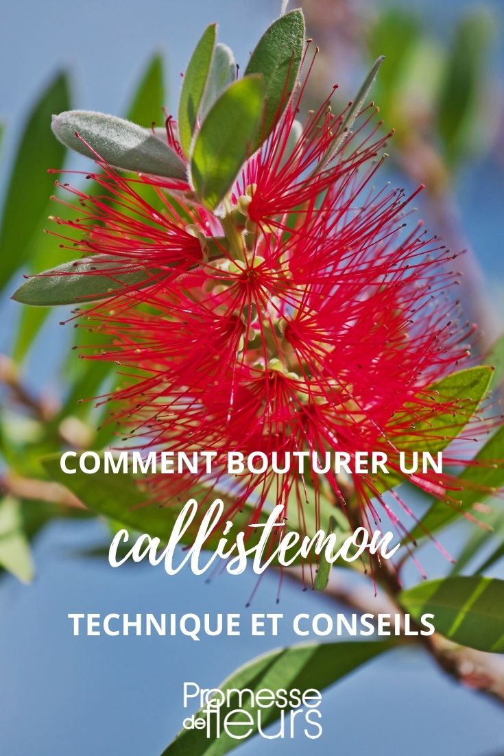 Callistemon vermehren durch Stecklinge