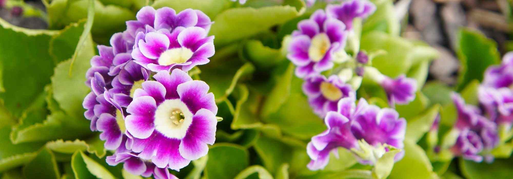 Primula auricula im Topf kultivieren