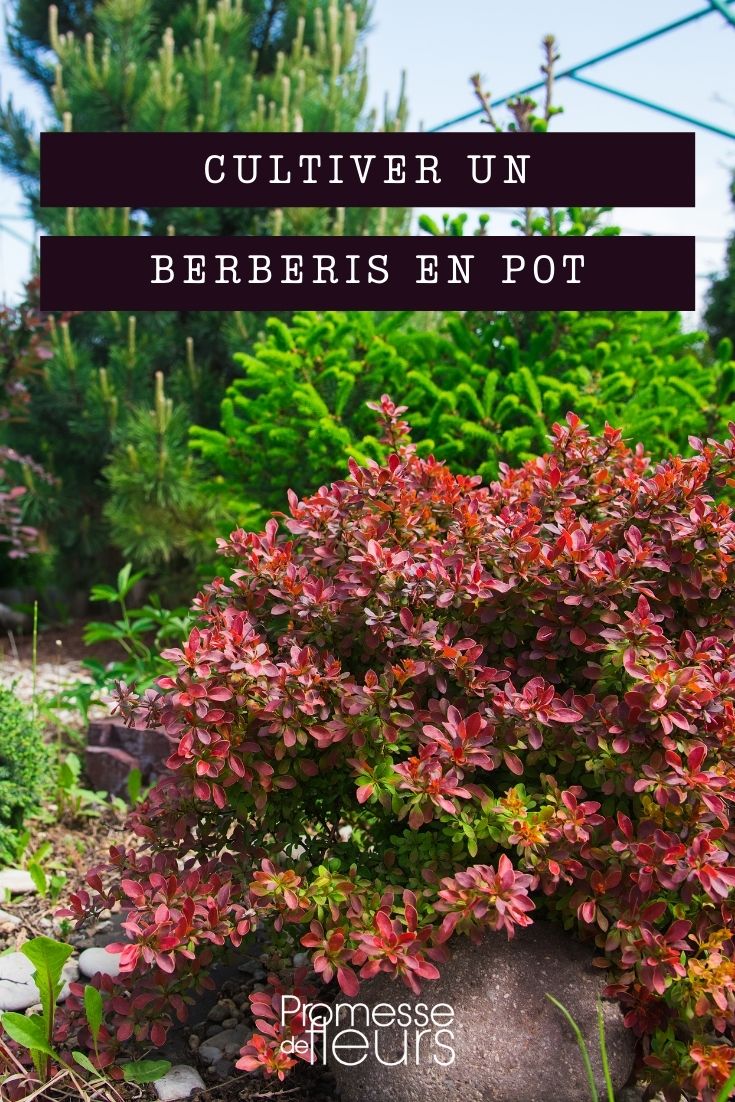 Berberis im Topf kultivieren