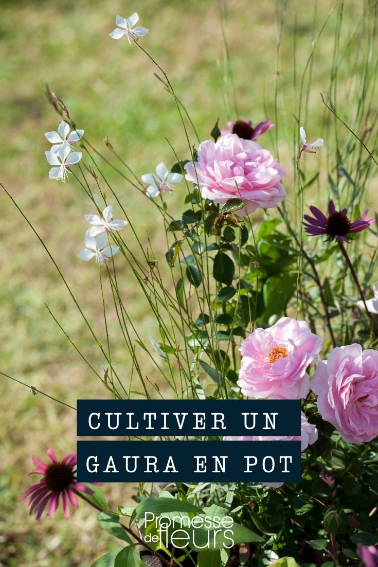 Einen Gaura im Topf kultivieren