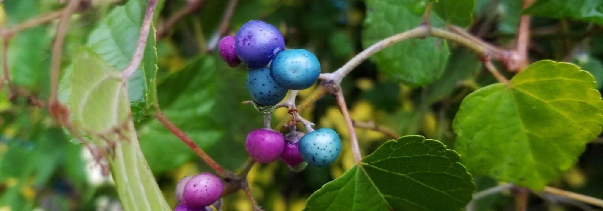 6 Kletterpflanzen mit dekorativen Früchten