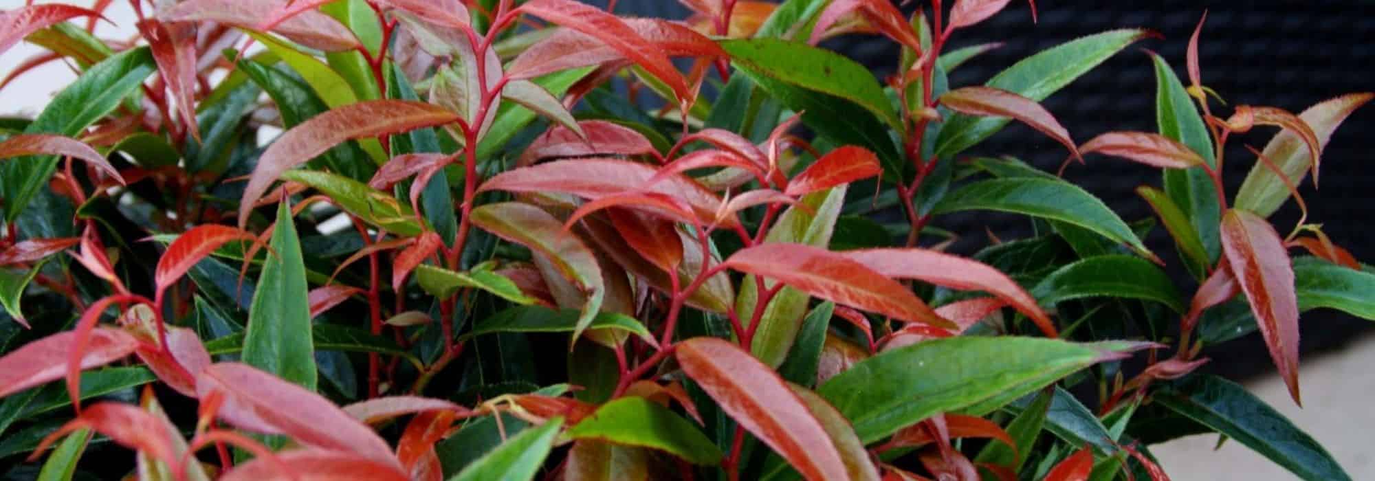Leucothoe kombinieren