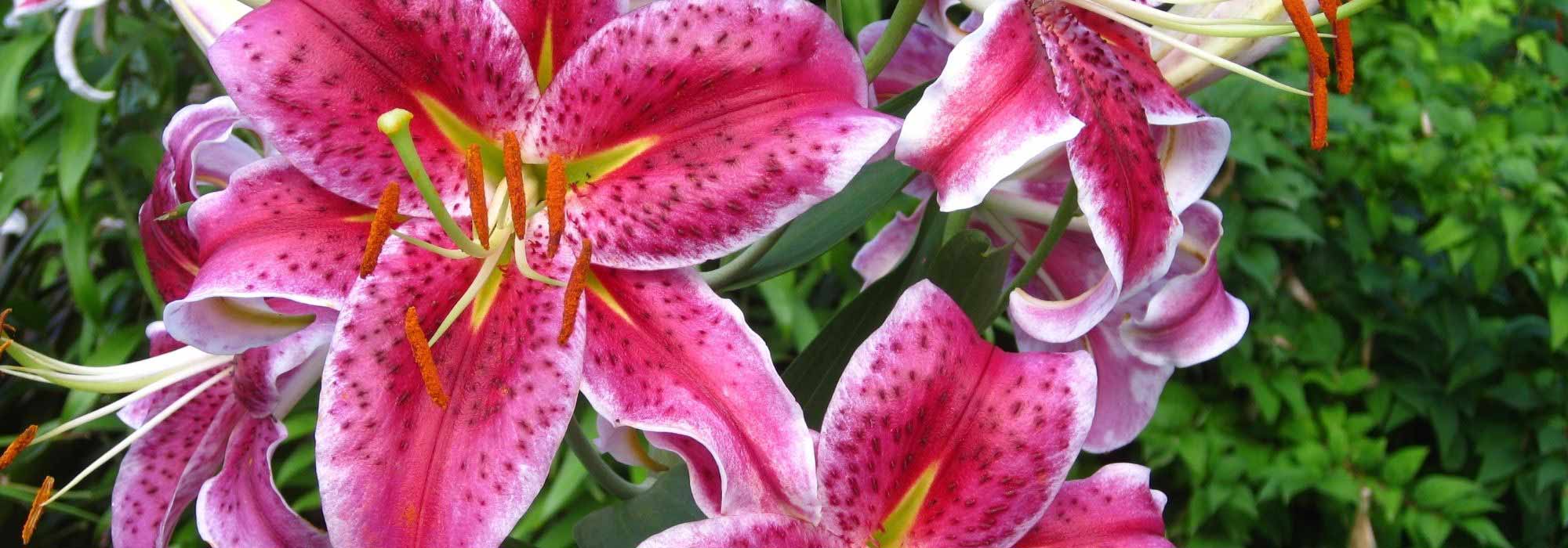 Lilien: die duftstärksten