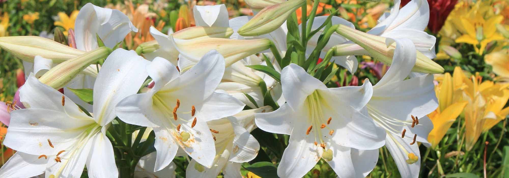 Lilien kombinieren