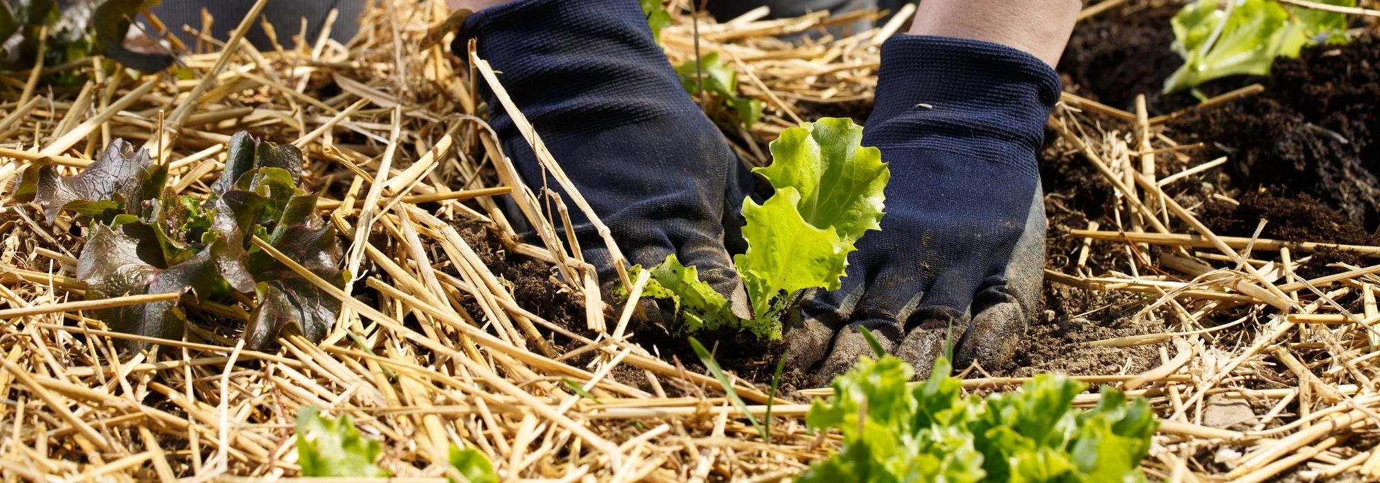 Welches Mulchmaterial fürs Gemüsebeet?