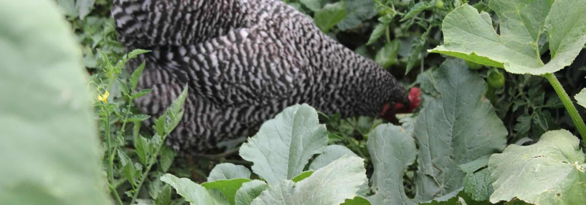 Gemüsegarten vor Hühnern schützen?