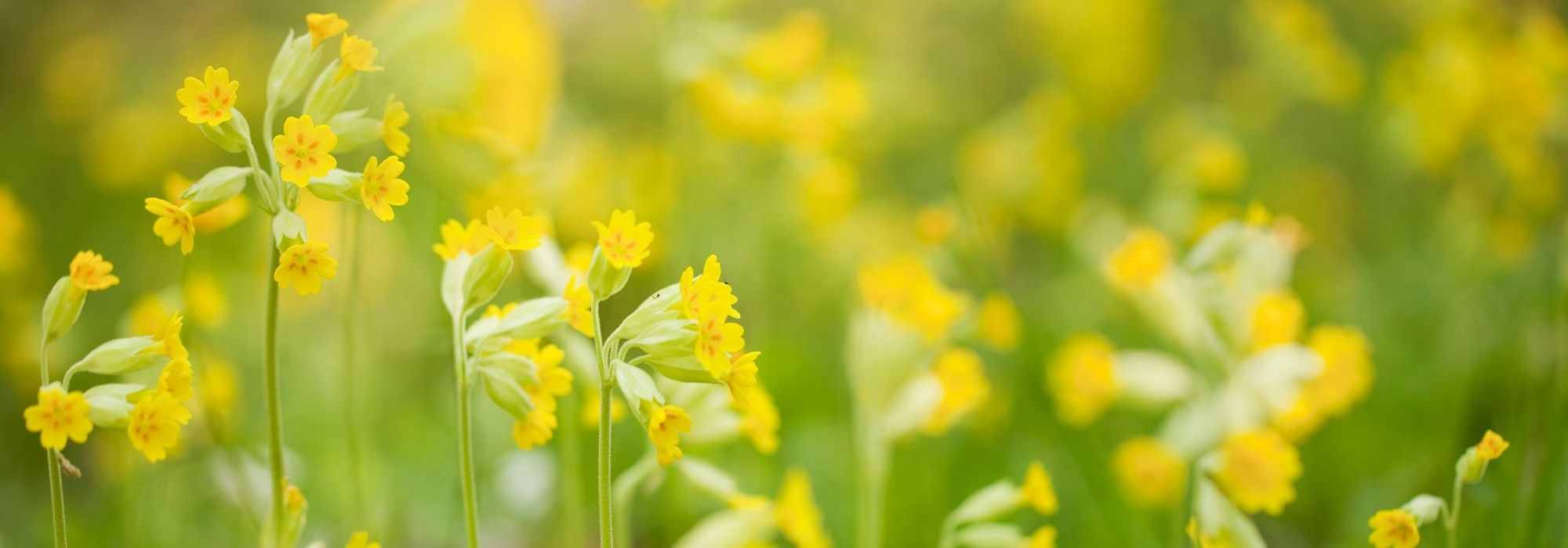7 gelbe Primeln für den Garten