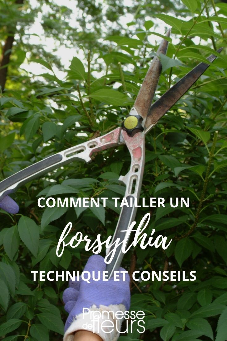 Einen Forsythienstrauch schneiden