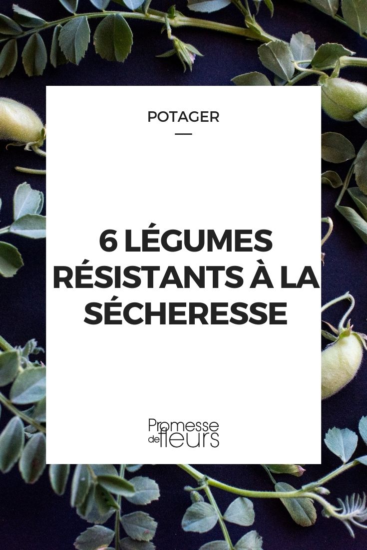 6 trockenheitsresistente Gemüsesorten