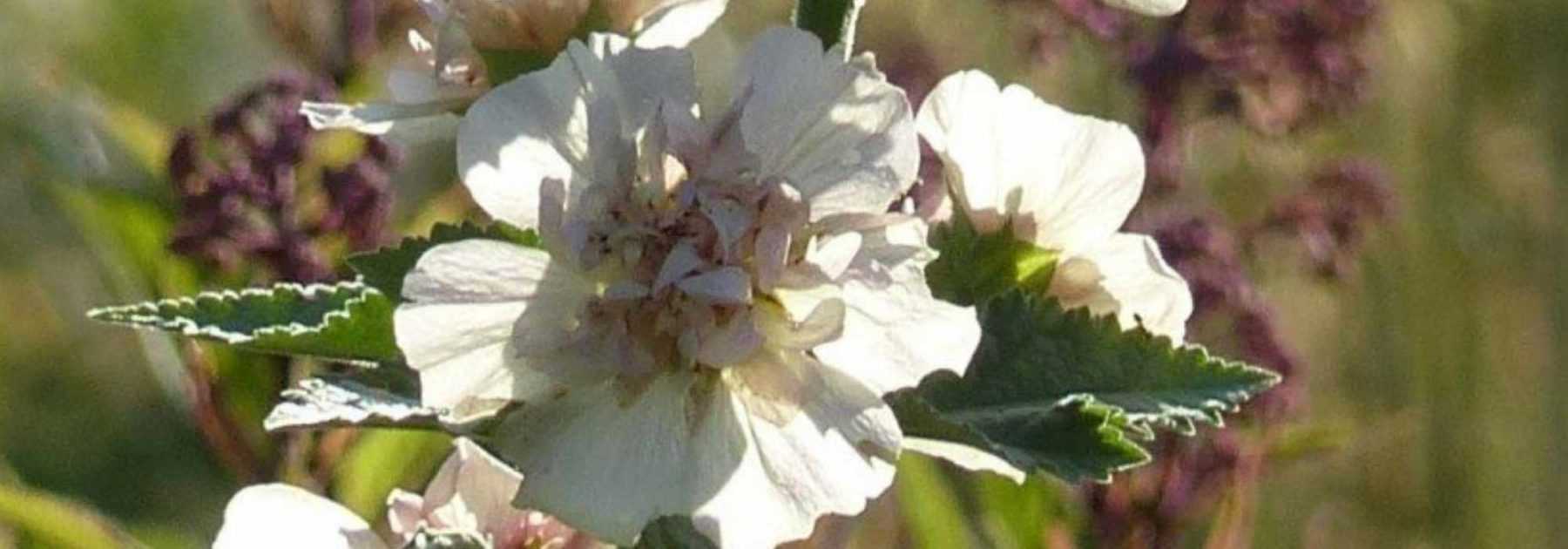 Alcalthaea: Pflanzung, Schnitt, Pflege
