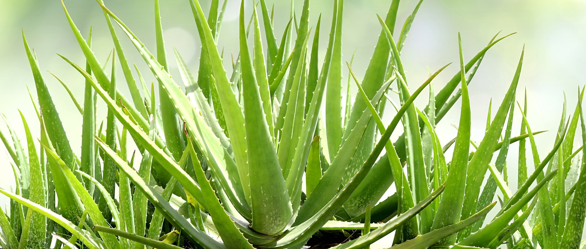 Krankheiten und Parasiten der Aloe