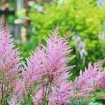 Astilbe auswählen