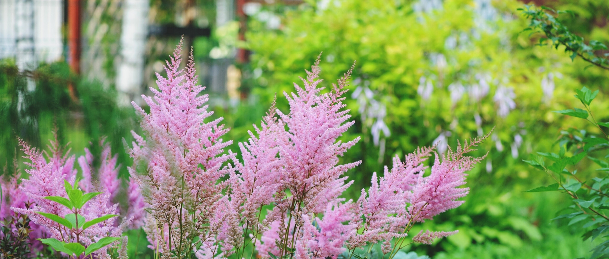 Astilbe auswählen