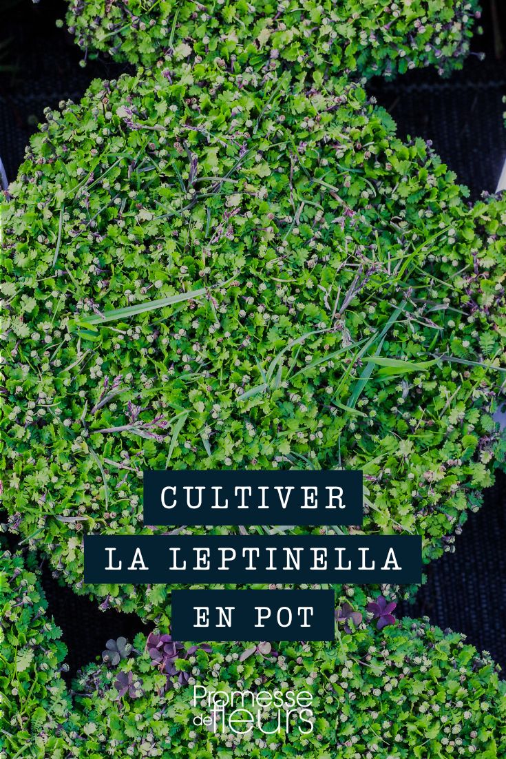 Leptinella im Topf, Pflanzkübel oder Blumenkasten