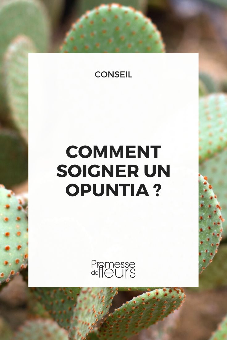 Pflege für den Feigenkaktus (Opuntia)  

Der Feigenkaktus, auch bekannt als Opuntie, ist eine robuste und pflegeleichte Pflanze, die sich perfekt für Anfänger eignet. Mit ihren charakteristischen paddelförmigen Segmenten und leuchtenden Blüten bringt sie exotischen Charme in jeden Garten oder auf die Fensterbank.  

**Standort & Licht**  
Opuntien lieben volle Sonne – ein sonniger Platz auf dem Balkon, der Terrasse oder im Garten ist ideal. Im Haus sollte ein Südfenster gewählt werden.  

**Gießen**  
Wenig ist mehr! Der Feigenkaktus verträgt Trockenheit besser als Staunässe. Im Sommer mäßig gießen, sobald die Erde vollständig ausgetrocknet ist. Im Winter fast gar nicht wässern.  

**Boden & Dünger**  
Durchlässige Kakteen- oder Sukkulentenerde ist optimal. Von Frühling bis Sommer kann alle 4–6 Wochen mit Kakteendünger gedüngt werden.  

**Überwinterung**  
Kühl (5–10 °C) und hell, aber fast trocken halten. Frostverträgliche Arten können mit Schutz auch im Freien überwintern.  

**Vermehrung**  
Einfach durch Abtrennen von Segmenten – diese an der Schnittstelle antrocknen lassen und dann in Erde stecken.  

**Achtung:** Vorsicht vor den feinen Glochiden (Härchen) – sie können unangenehm in der Haut stecken bleiben!  

Mit diesen Tipps gedeiht Ihr Opuntia-Kaktus prächtig und belohnt Sie mit üppigem Wuchs und vielleicht sogar bunten Blüten.