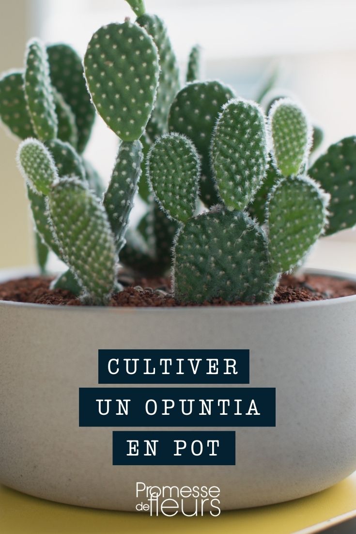 Opuntia im Topf, Kübel oder Pflanzkasten