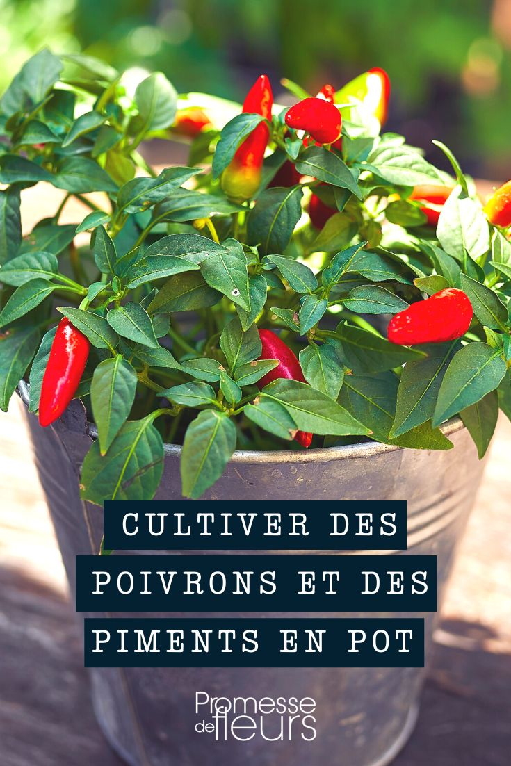 Paprika Chili Topf Pflanzkübel Balkonkasten