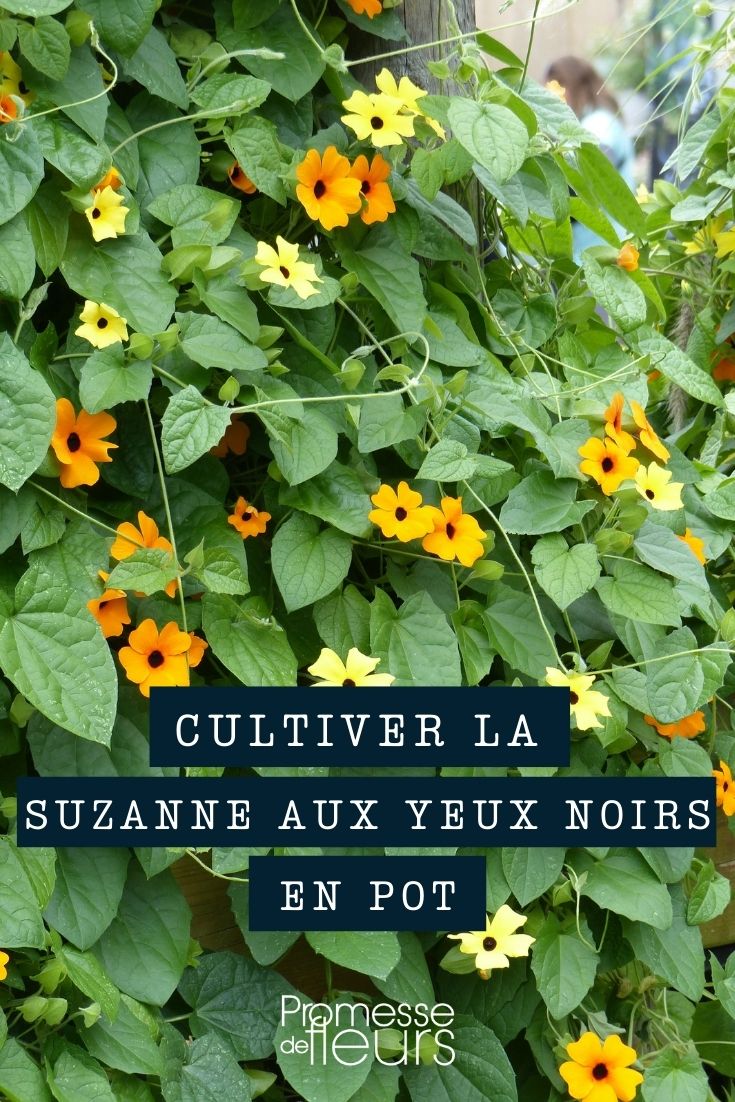 Suzanne aux yeux noirs - Topf, Kübel oder Balkonkasten