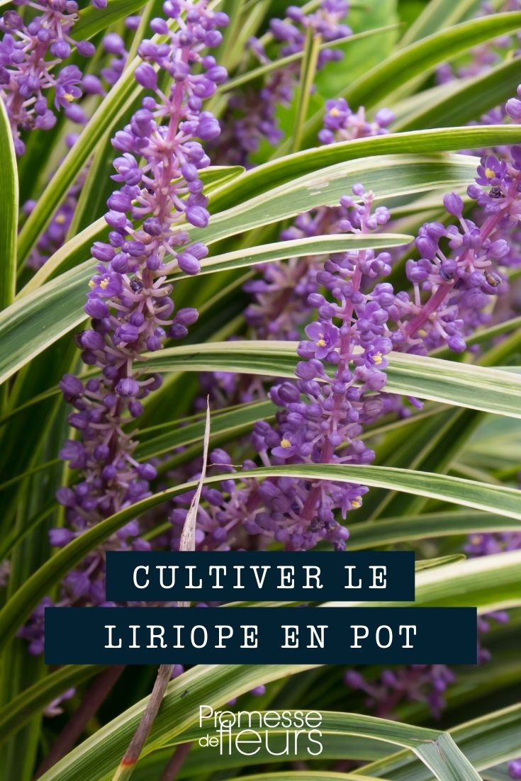 Liriope im Topf kultivieren
