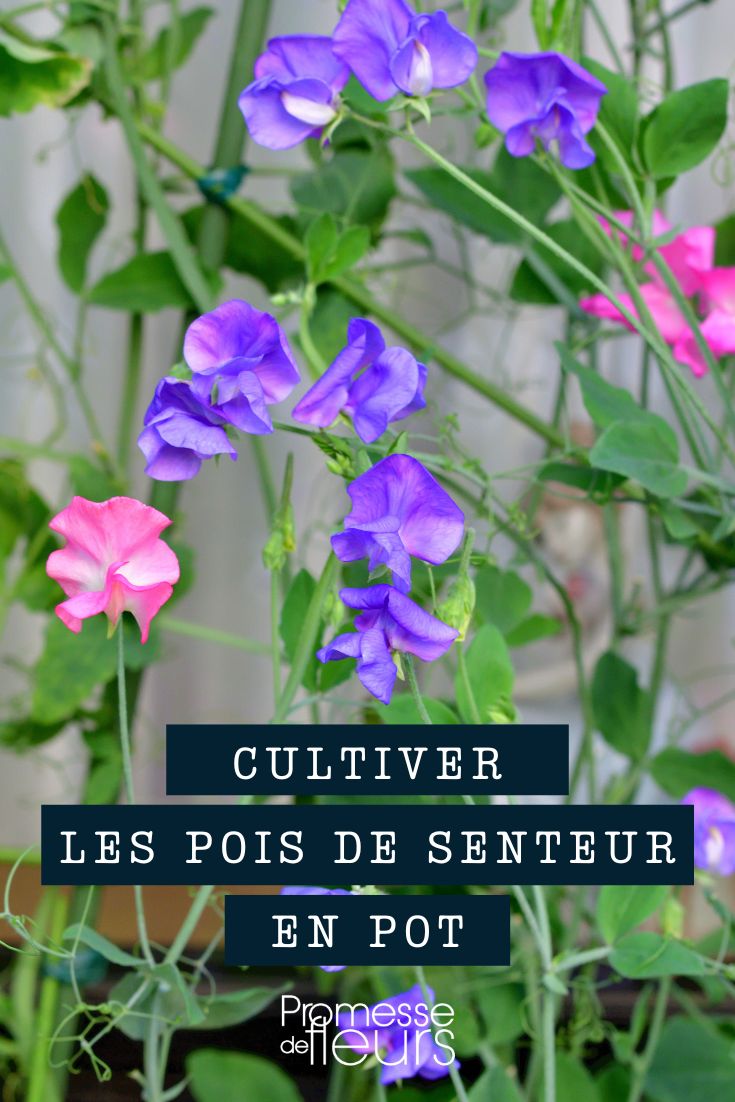 Wicken im Topf, Kübel oder Blumenkasten