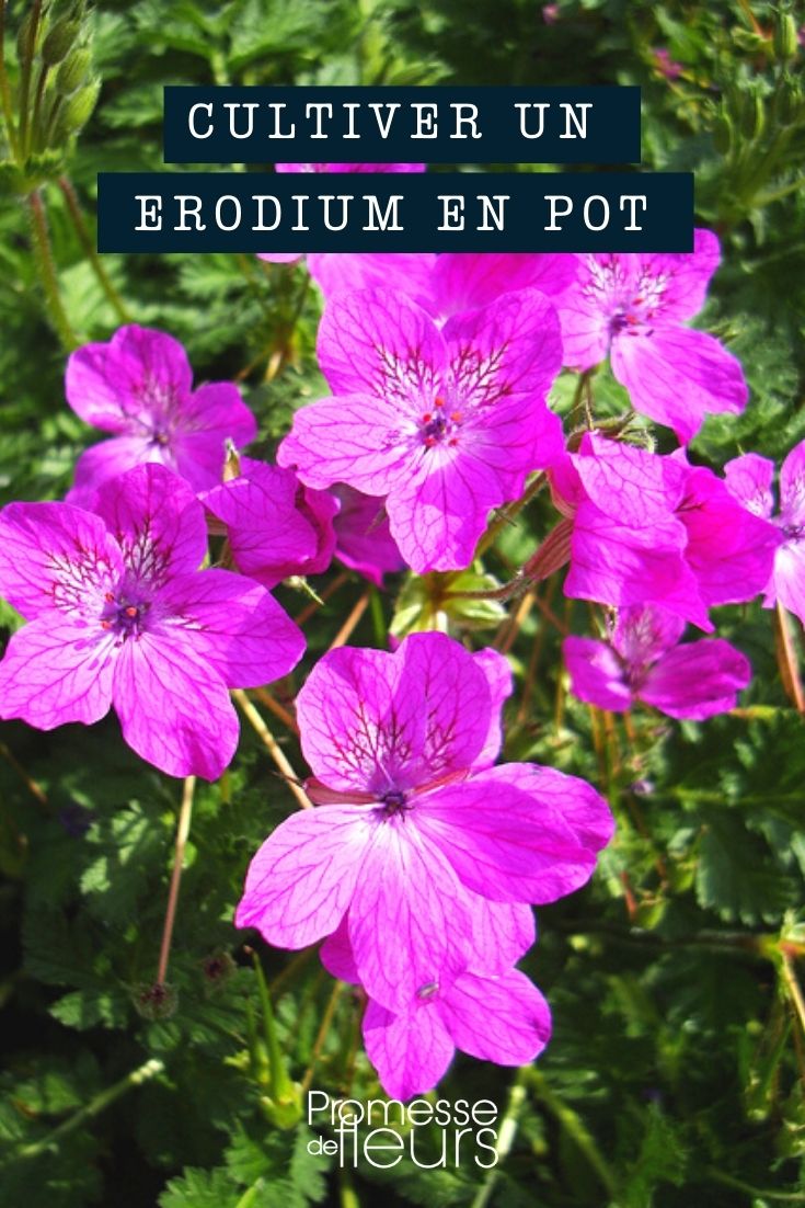 Erodium im Topf oder Pflanzkübel