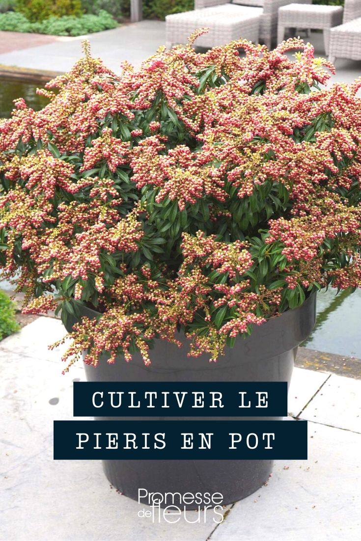 Pieris im Topf, Kübel oder Pflanzkasten
