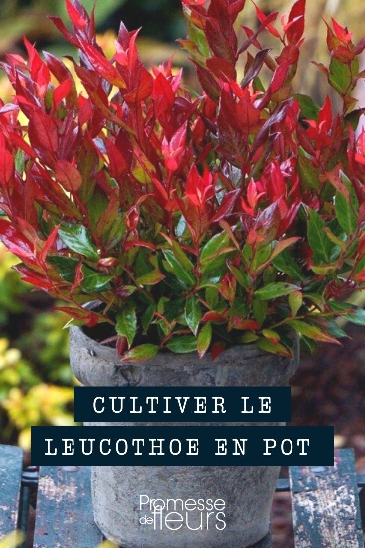 Anbau von Leucothoe in Töpfen, Kübeln und Balkonkästen