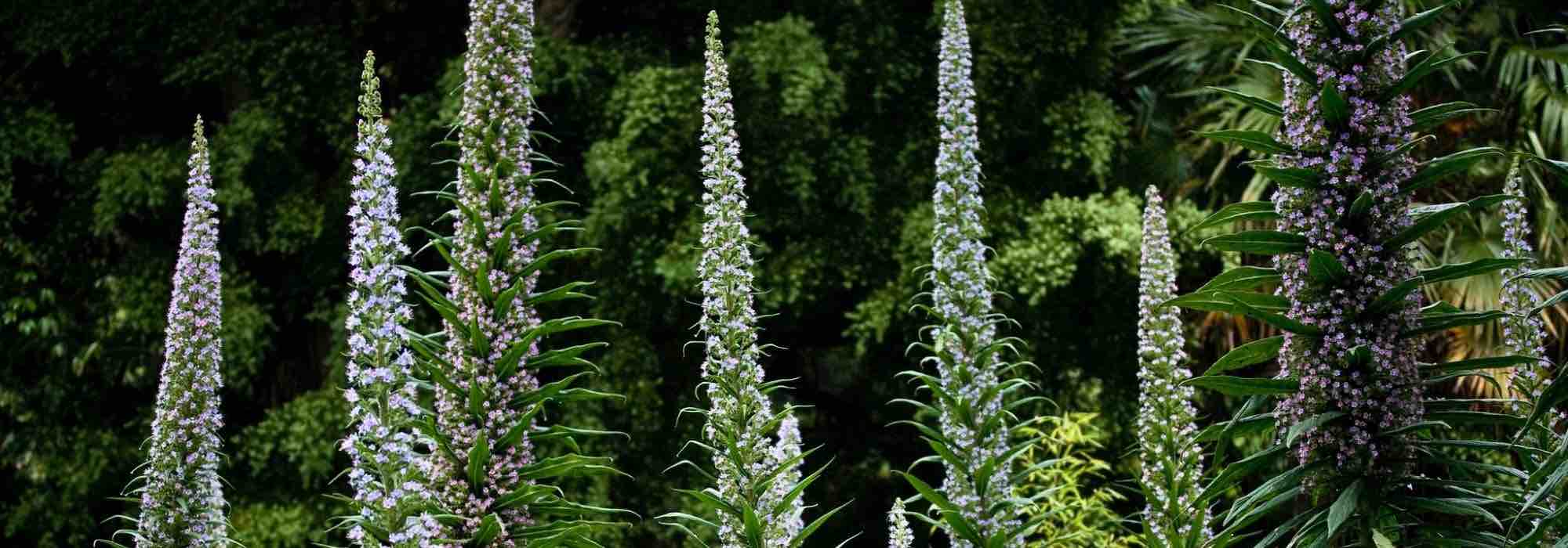 Echium (Natternkopf) kombinieren