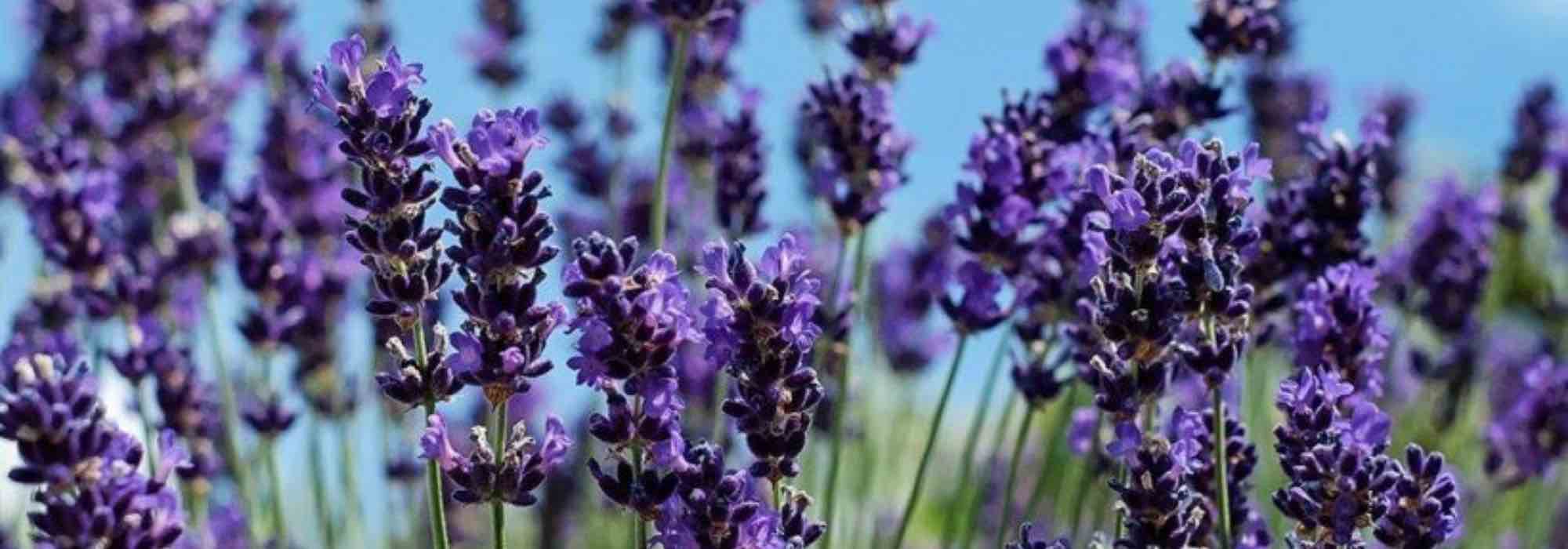 Lavendel: beste Sorten für Töpfe