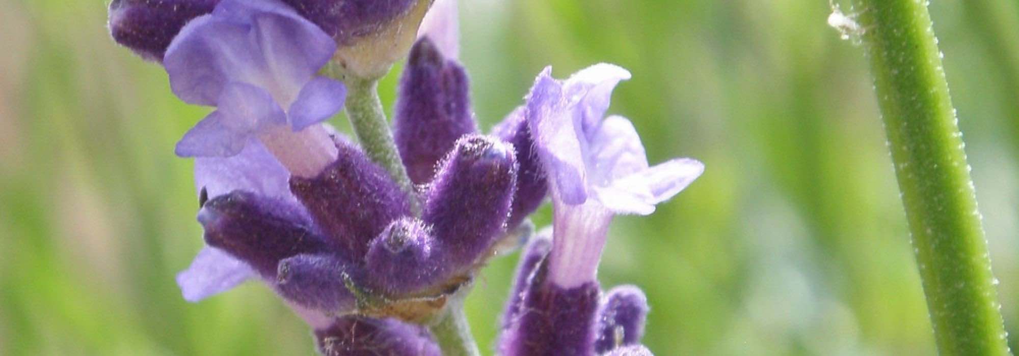Lavendel: schönste Sorten mit violetten Blüten