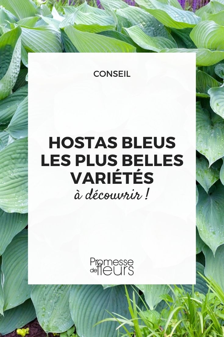 Hosta mit bläulichem Laub