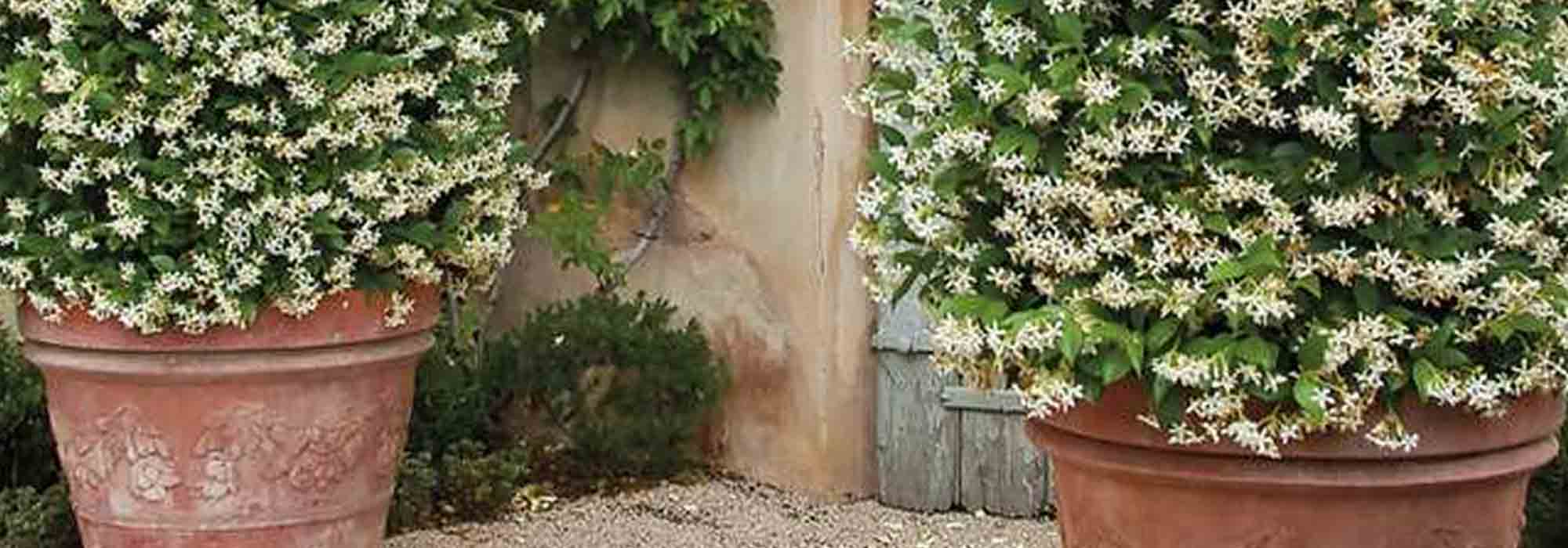 Jasmin im Topf kultivieren