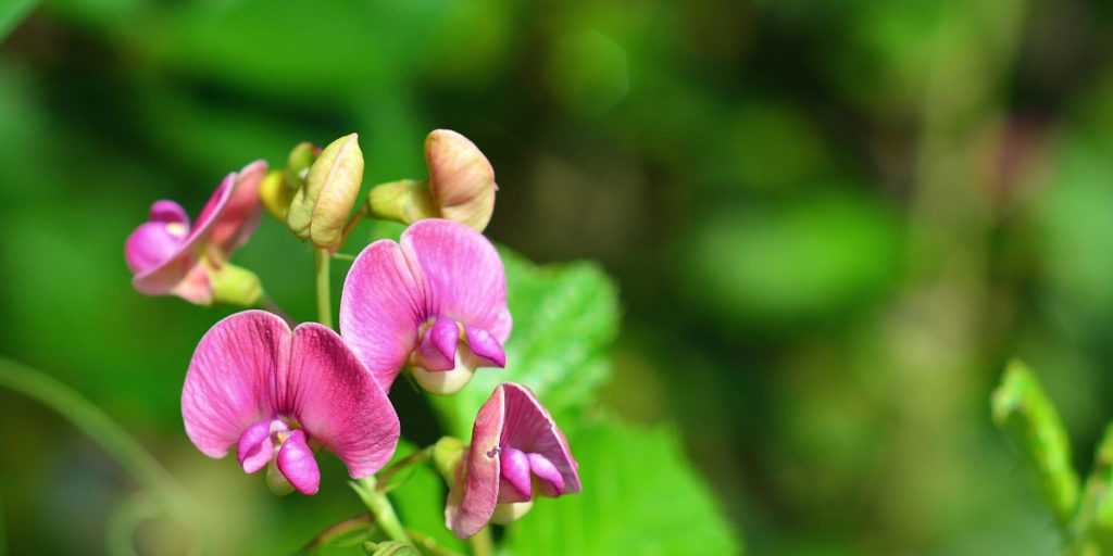 Lathyrus: Pflanzen, Pflegen und Vermehren
Der Lathyrus, auch bekannt als Duftende Platterbse oder Edelwicke, ist eine bezaubernde Kletterpflanze mit betörenden Blüten. Ob im Garten, auf dem Balkon oder als Schnittblume – diese Pflanze überzeugt durch ihre Vielfalt und Pflegeleichtigkeit.
**Standort und Boden**
Die Duftende Platterbse bevorzugt einen sonnigen bis halbschattigen Standort. Der Boden sollte durchlässig, humusreich und leicht feucht sein.
**Pflanzung**
- **Zeitpunkt:** Frühjahr (März–Mai)
- **Aussaat:** Direkt ins Freiland oder Vorkultur in Töpfen
- **Abstand:** 20–30 cm zwischen den Pflanzen
- **Rankhilfe:** Gitter, Spaliere oder Stäbe bereitstellen
**Pflege**
- **Gießen:** Regelmäßig, aber Staunässe vermeiden
- **Düngen:** Leichte Gaben von Kompost oder Flüssigdünger während der Blüte
- **Schnitt:** Verblühtes entfernen fördert die Nachblüte
**Vermehrung**
Durch Aussaat im Frühjahr oder Herbst. Die Samen können vor der Aussaat für bessere Keimung eingeweicht werden.
**Winterhart?**
Die meisten Lathyrus-Arten sind einjährig, einige mehrjährige Sorten benötigen in kalten Regionen Winterschutz.
Mit ihren duftenden Blüten in Rosa, Weiß, Violett oder Blau ist die Edelwicke ein Highlight in jedem Garten!