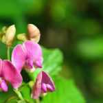 Lathyrus: Pflanzen, Pflegen und Vermehren  

Der Lathyrus, auch bekannt als Duftende Platterbse oder Edelwicke, ist eine bezaubernde Kletterpflanze mit betörenden Blüten. Ob im Garten, auf dem Balkon oder als Schnittblume – diese Pflanze überzeugt durch ihre Vielfalt und Pflegeleichtigkeit.  

**Standort und Boden**  
Die Duftende Platterbse bevorzugt einen sonnigen bis halbschattigen Standort. Der Boden sollte durchlässig, humusreich und leicht feucht sein.  

**Pflanzung**  
- **Zeitpunkt:** Frühjahr (März–Mai)  
- **Aussaat:** Direkt ins Freiland oder Vorkultur in Töpfen  
- **Abstand:** 20–30 cm zwischen den Pflanzen  
- **Rankhilfe:** Gitter, Spaliere oder Stäbe bereitstellen  

**Pflege**  
- **Gießen:** Regelmäßig, aber Staunässe vermeiden  
- **Düngen:** Leichte Gaben von Kompost oder Flüssigdünger während der Blüte  
- **Schnitt:** Verblühtes entfernen fördert die Nachblüte  

**Vermehrung**  
Durch Aussaat im Frühjahr oder Herbst. Die Samen können vor der Aussaat für bessere Keimung eingeweicht werden.  

**Winterhart?**  
Die meisten Lathyrus-Arten sind einjährig, einige mehrjährige Sorten benötigen in kalten Regionen Winterschutz.  

Mit ihren duftenden Blüten in Rosa, Weiß, Violett oder Blau ist die Edelwicke ein Highlight in jedem Garten!
