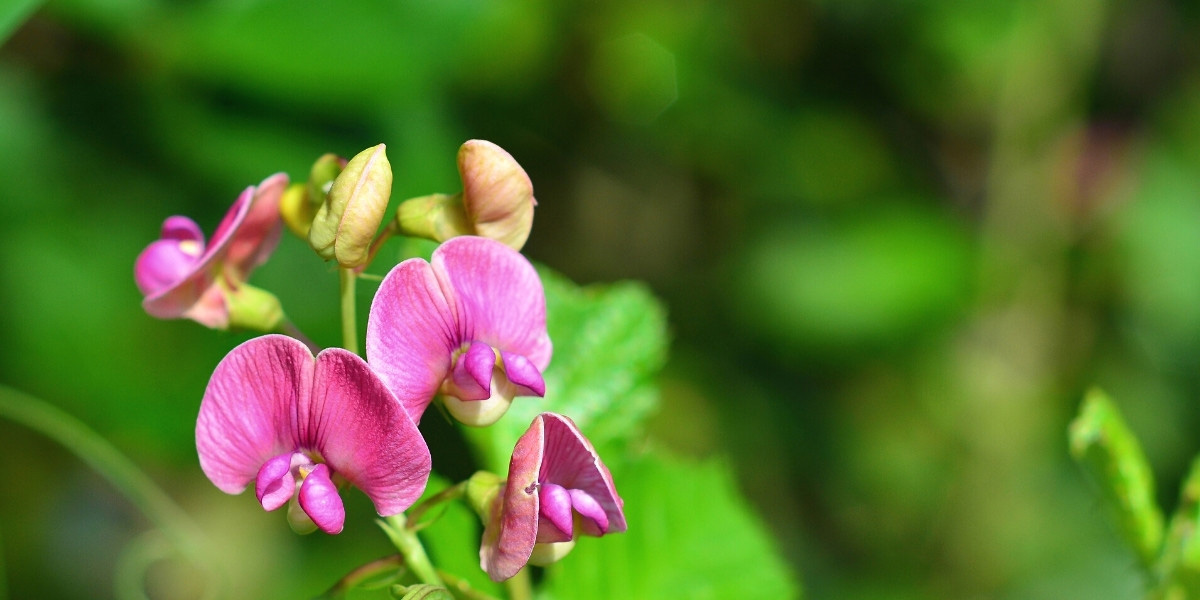 Lathyrus: Pflanzen, Pflegen und Kultivieren
