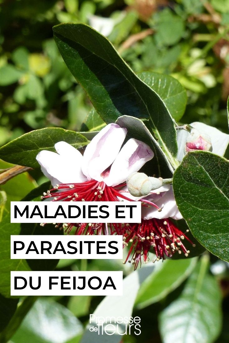 Feijoa, Brasilianische Guave, krank