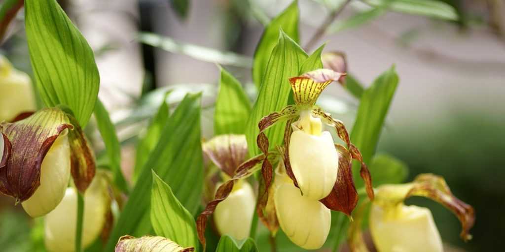 Gartenorchideen: Pflanzen, Pflegen und Kultivieren