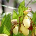 Gartenorchideen: Pflanzen, Pflegen und Kultivieren