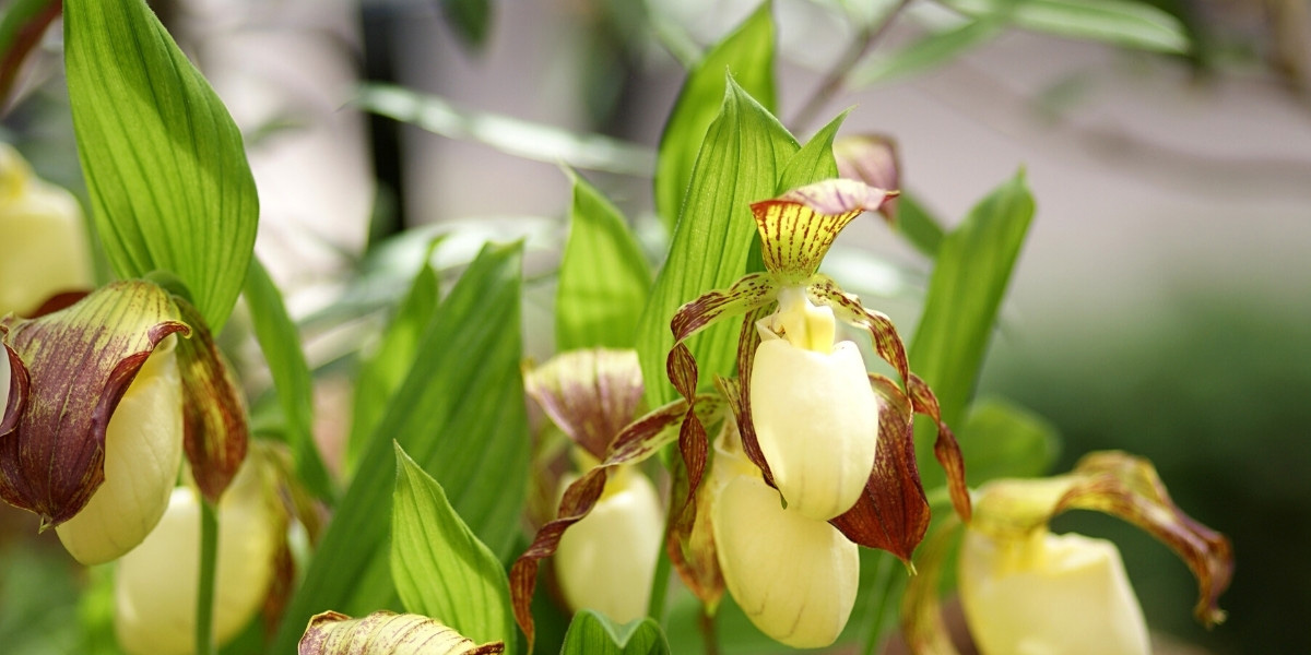**Gartenorchideen: Pflanzen, Pflegen und Kultivieren**