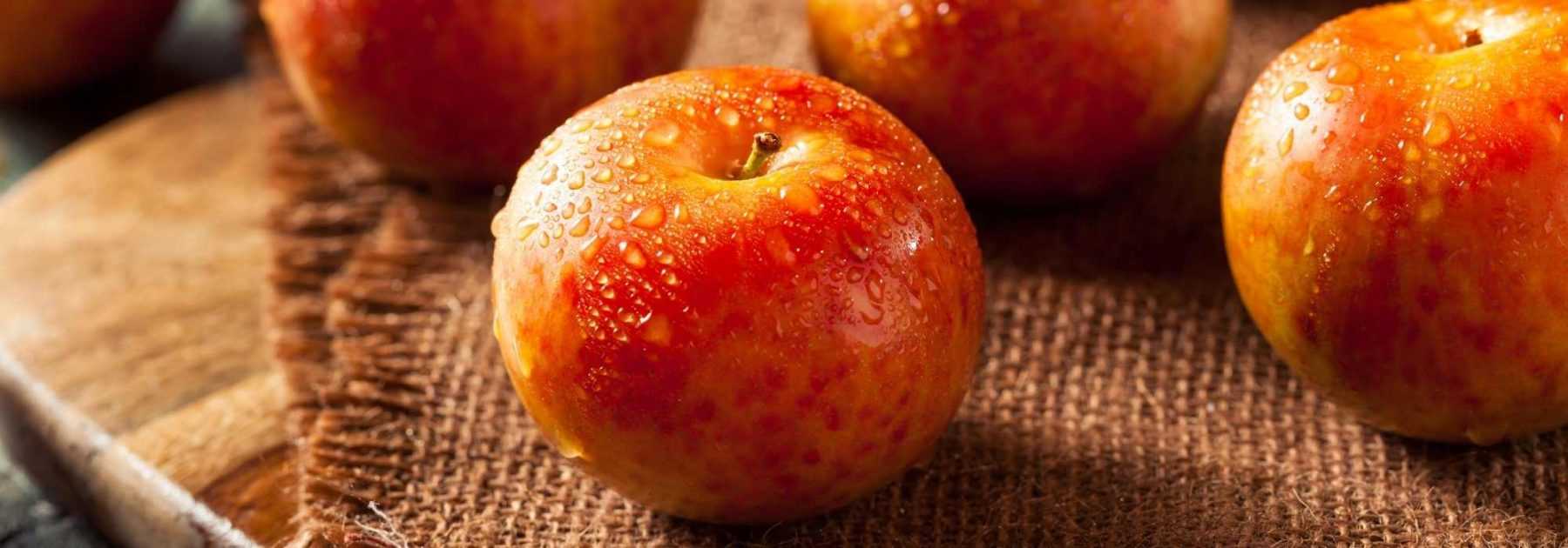 Pluot: Pflanzung, Pflege, Ernte