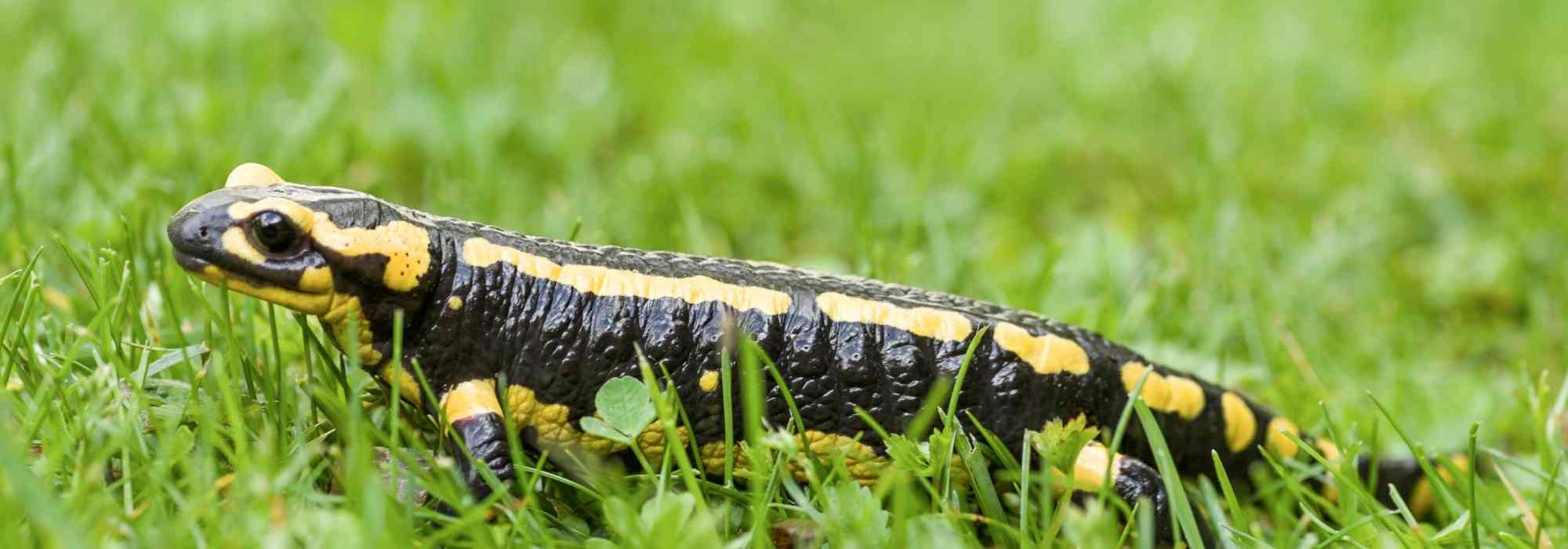 Der Feuersalamander