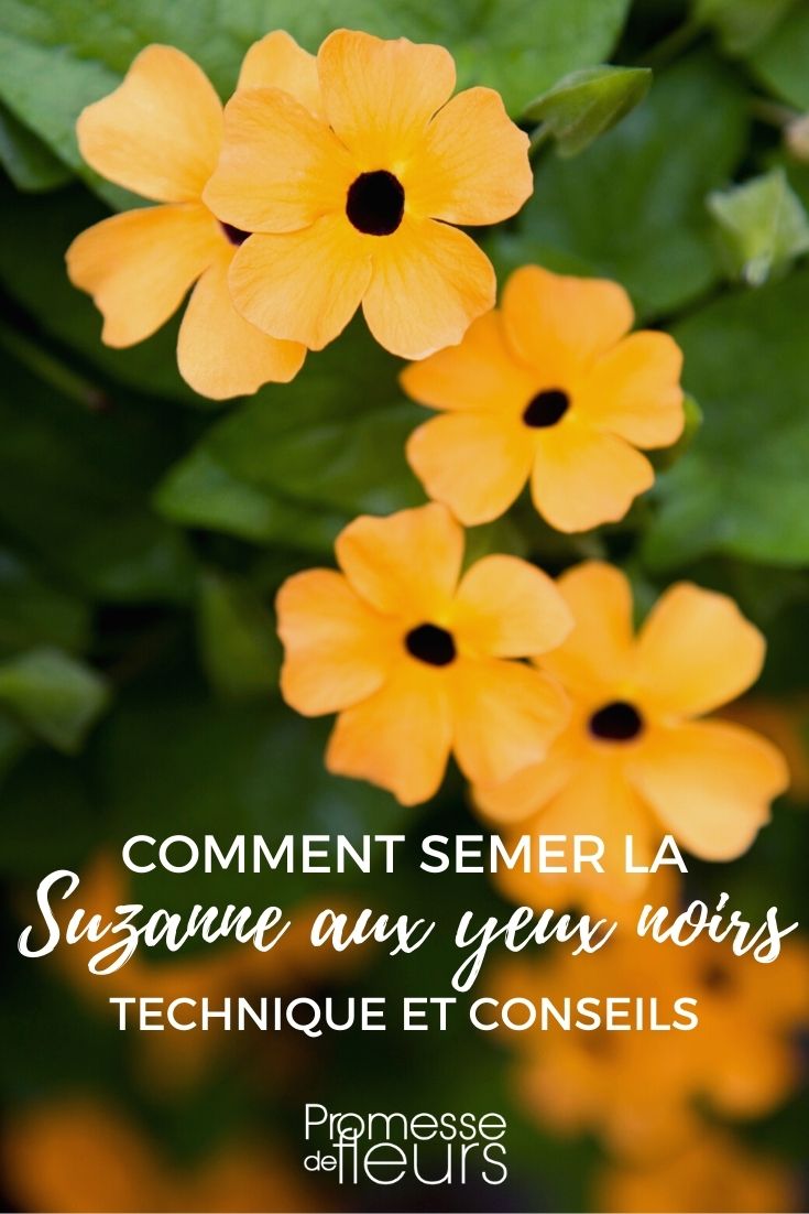 Thunbergia-Aussaat