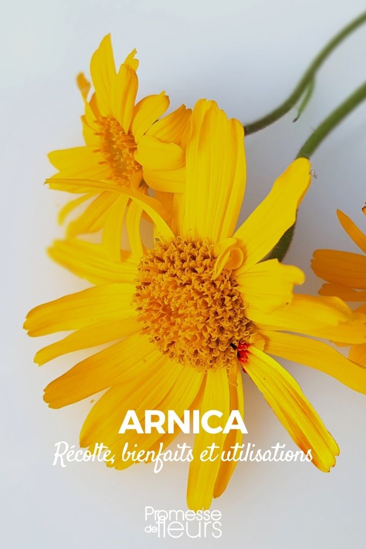 Arnika: Vorteile und Anwendungen
