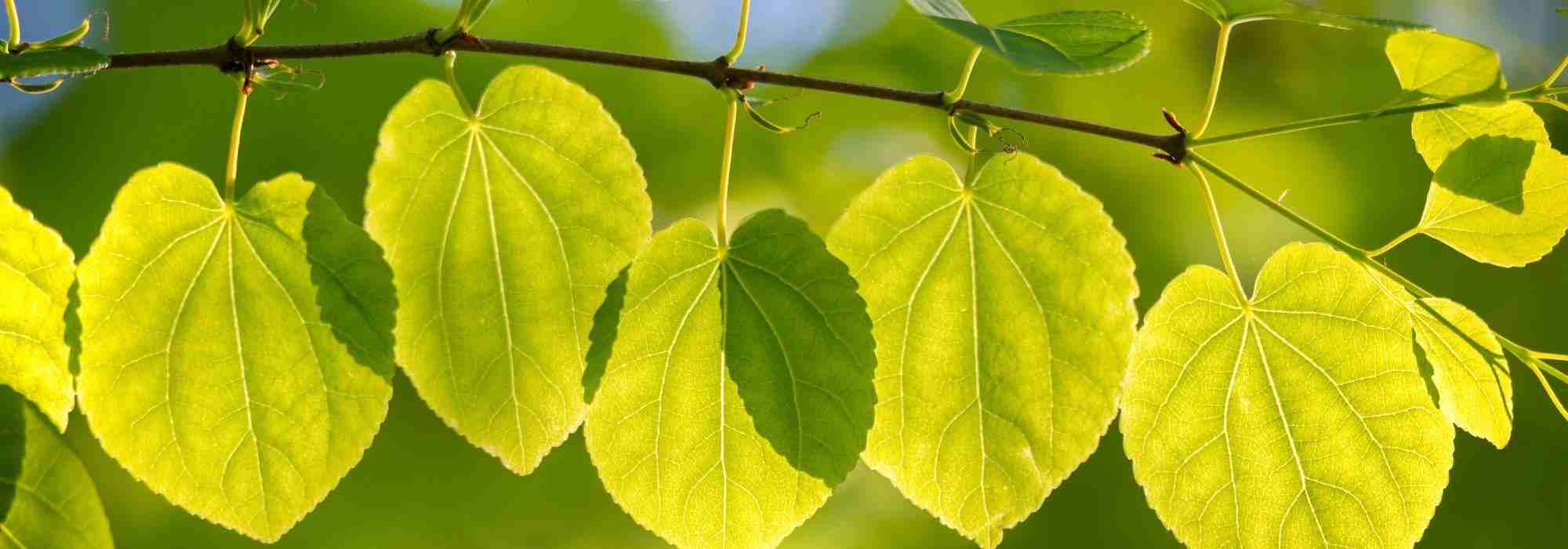 Katsurabaum oder Cercidiphyllum kombinieren