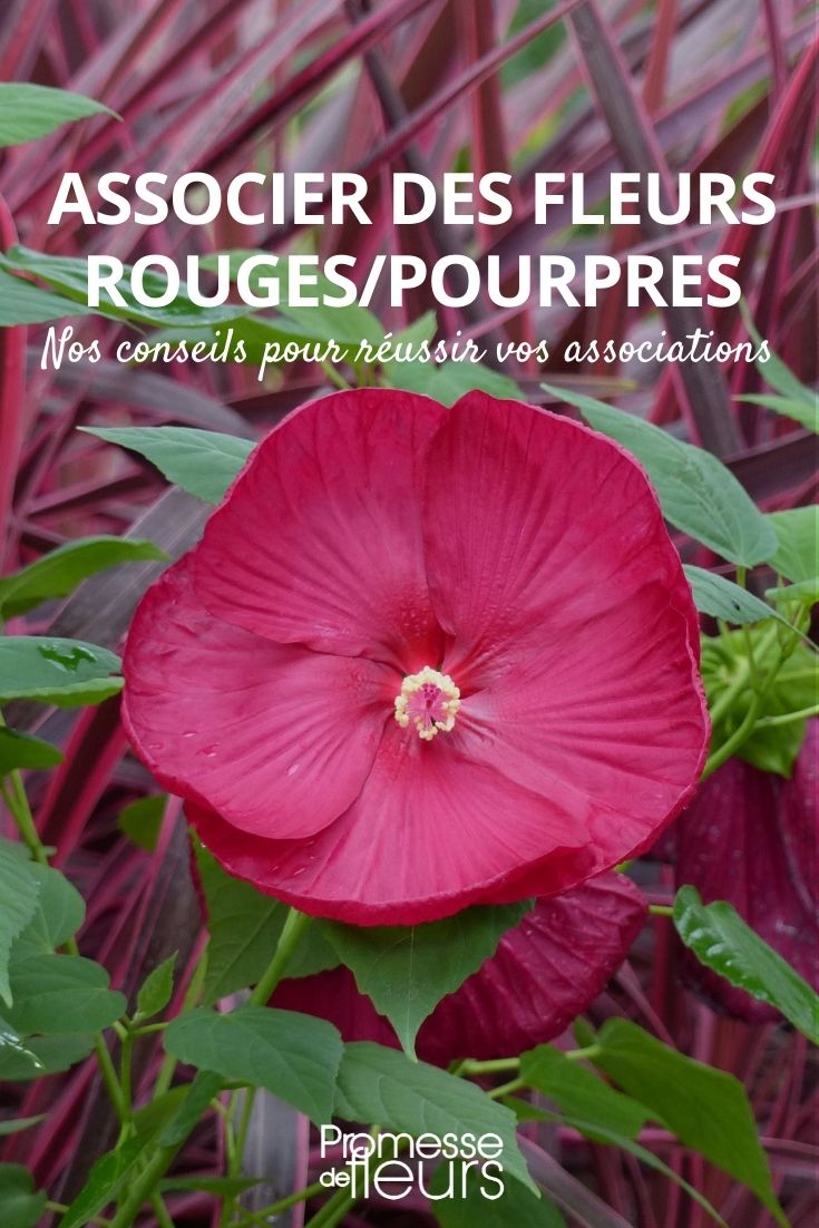 Rote und purpurne Blumen kombinieren