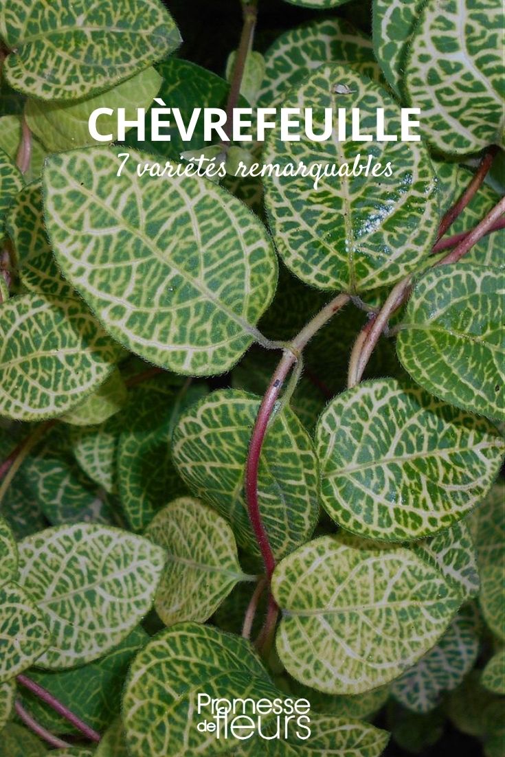 # Geißblatt: Bemerkenswerte Sorten

## Einführung
Geißblatt (Lonicera) ist eine wunderschöne Kletterpflanze, die mit ihren duftenden Blüten und ihrem üppigen Wuchs jeden Garten bereichert. Hier stellen wir Ihnen einige besonders bemerkenswerte Sorten vor.

## Beliebte Geißblatt-Sorten

### Lonicera japonica 'Halliana'
- **Eigenschaften**: Starkwüchsig, immergrün
- **Blüte**: Weiß-gelb, stark duftend
- **Besonderheit**: Sehr robust und pflegeleicht

### Lonicera periclymenum 'Serotina'
- **Eigenschaften**: Spätblühende Sorte
- **Blüte**: Rot-weiß, intensiver Duft am Abend
- **Besonderheit**: Attraktiv für Nachtfalter

### Lonicera x heckrottii 'Goldflame'
- **Eigenschaften**: Besonders farbenfroh
- **Blüte**: Rosa-rot mit gelbem Inneren
- **Besonderheit**: Lange Blütezeit von Juni bis September

## Pflegetipps
- Standort: Sonnig bis halbschattig
- Boden: Durchlässig, nährstoffreich
- Schnitt: Leichter Rückschnitt im Frühjahr

## Verwendung im Garten
- Ideal für Pergolen, Zäune und Mauern
- Attraktive Bienenweide
- Duftpflanze für Sitzplätze

Hinweis: Einige Geißblatt-Arten können leicht giftig sein - Vorsicht bei Kindern und Haustieren.