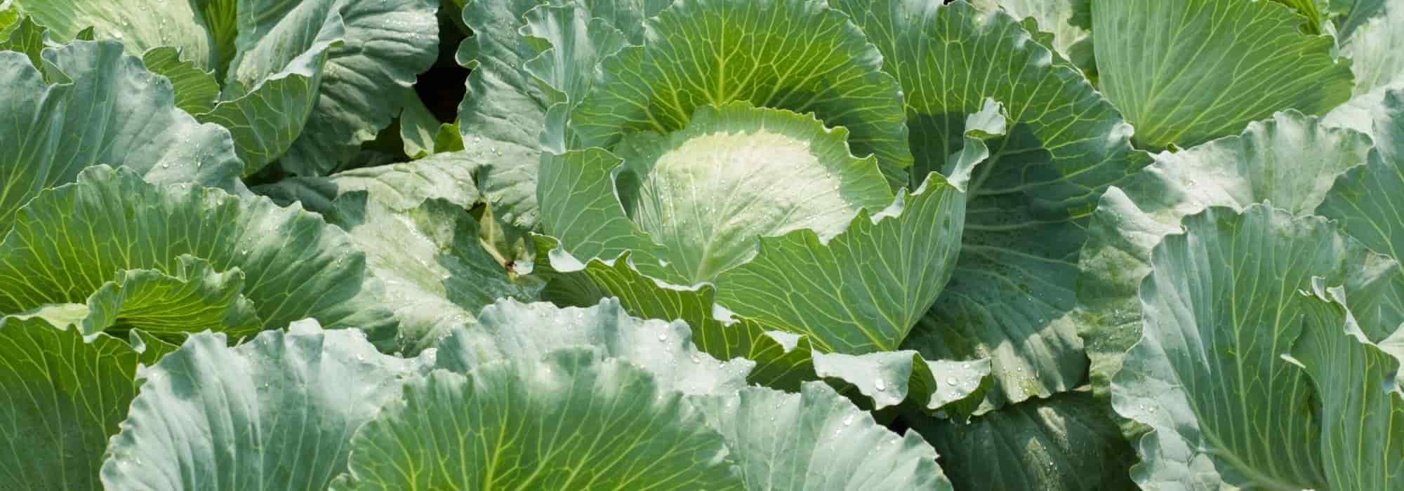 Frühkohl anbauen: Tippsager