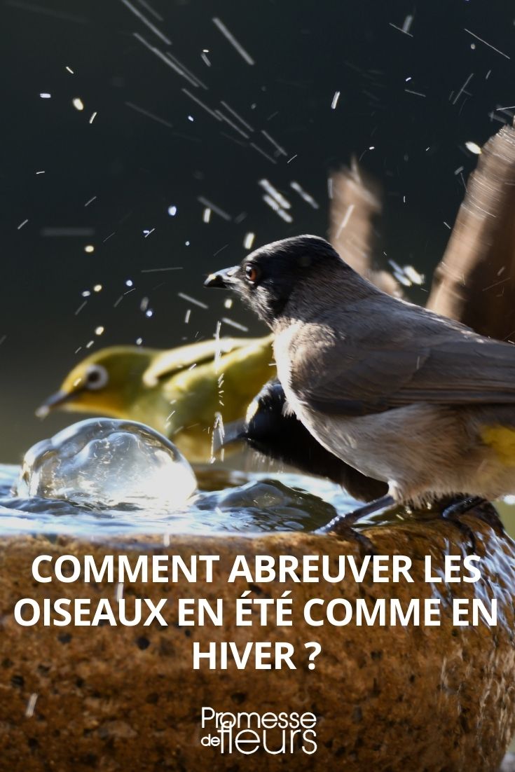 Vögel im Sommer und Winter mit Wasser versorgen: unsere Tipps